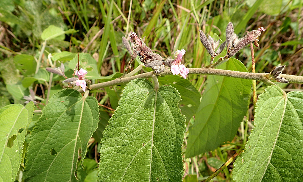 Can an xoa plant water treat hepatitis B?