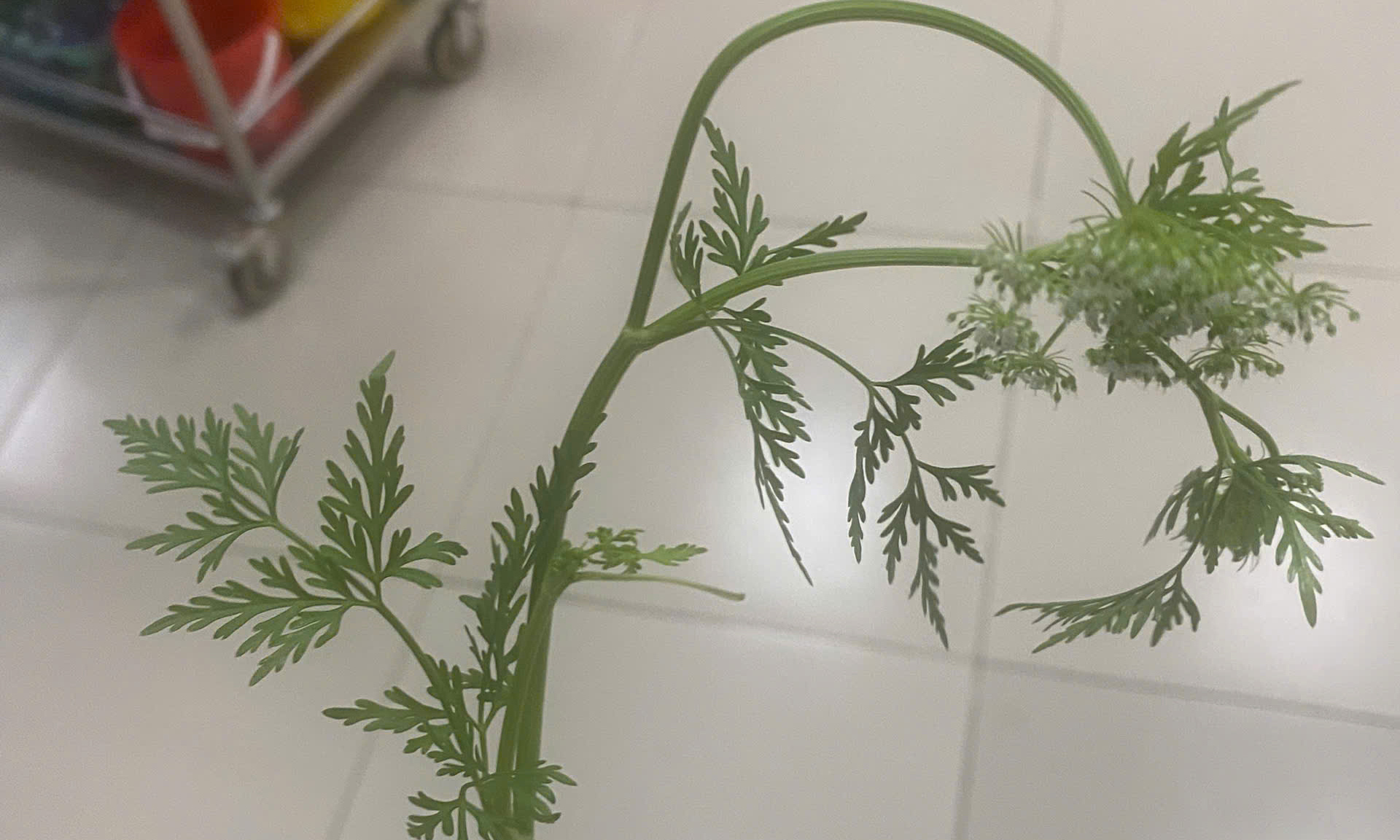 Three critically ill after eating poisonous water hemlock