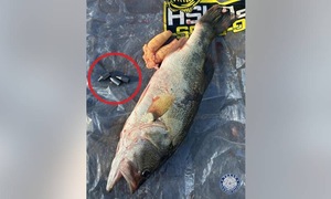 Fisherman faces prison for stuffing lead into fish to cheat for prize