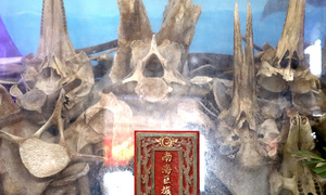 Shrine of whale bones: 200 years of devotion in Quy Nhon