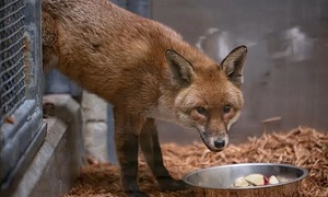 Red fox travels 6,000 km, stows away from England to America