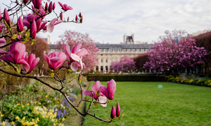 Magnolia blossoms flourish in the royal garden in central Paris