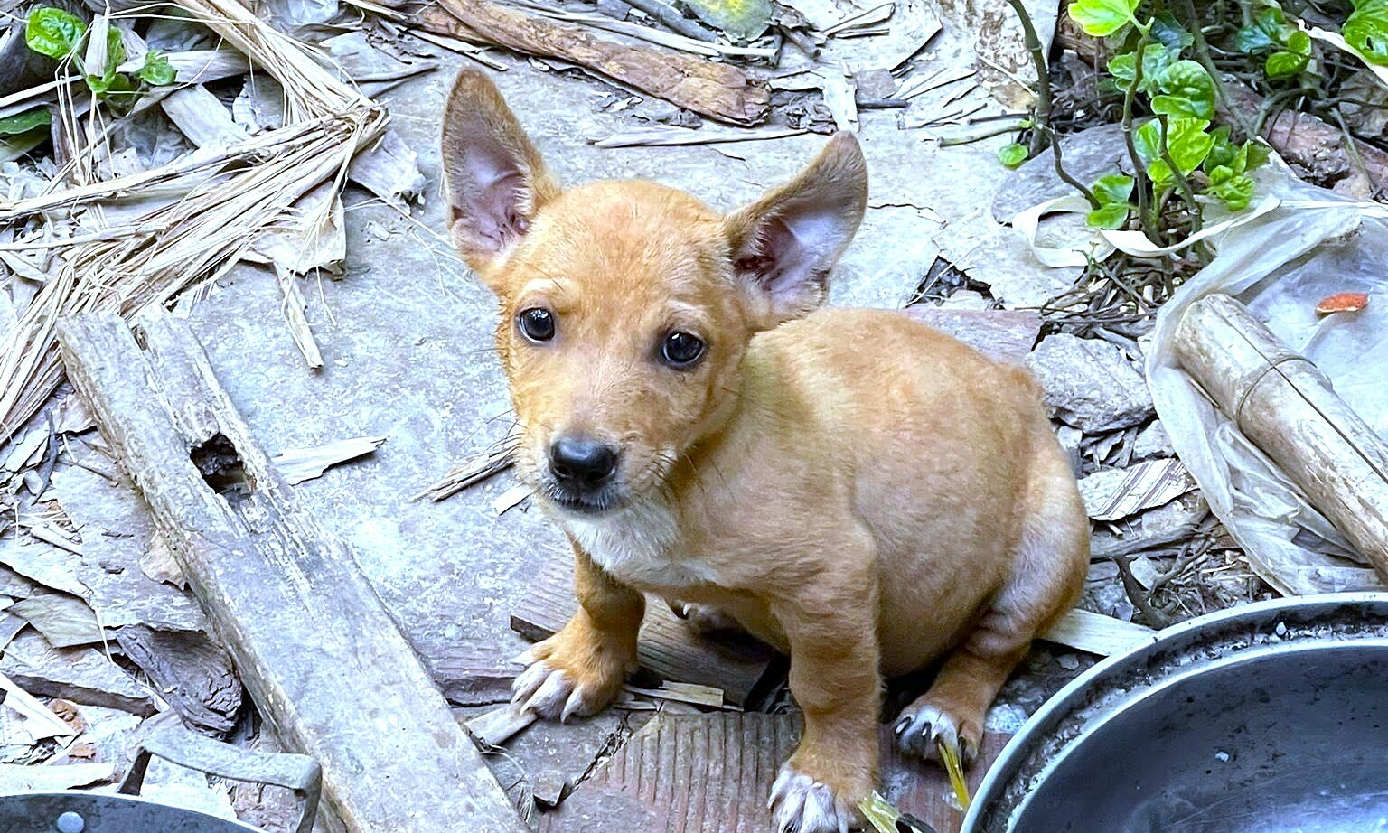 Health issues arise when caring for stray dogs