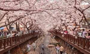 South Korea's cherry blossoms to bloom early