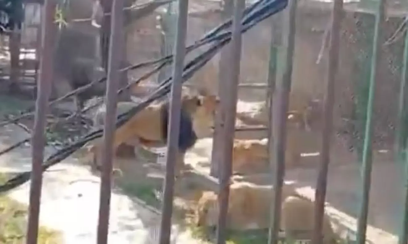 The fate of the man who released six lions from their enclosure