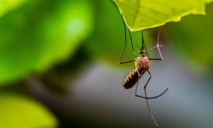 Flying vaccines for bats aim to halt human epidemics