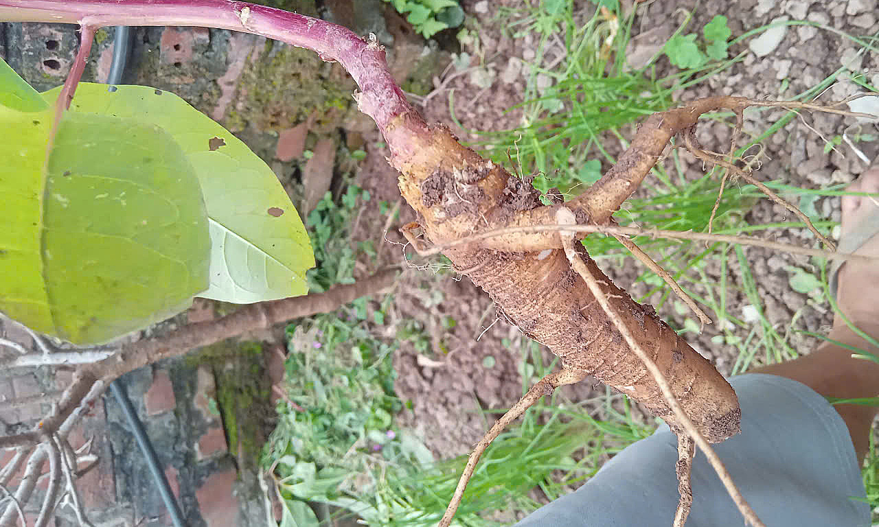 Man hospitalized after mistaking poisonous root for "sam dat"