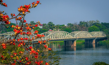 Silk cotton tree flowers bloom vibrantly across Hue Imperial City