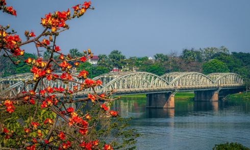 Silk cotton tree flowers bloom vibrantly across Hue Imperial City