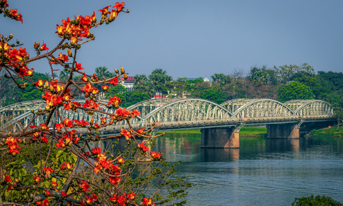 Silk cotton tree flowers bloom vibrantly across Hue Imperial City