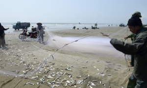 Fishermen earn millions daily during sardine season