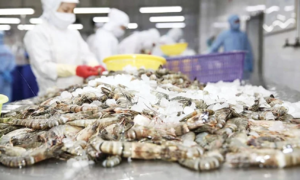 Shrimp exports to US decline sharply