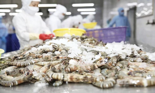Shrimp exports to US decline sharply