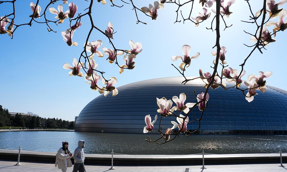 Magnolias bloom in Beijing