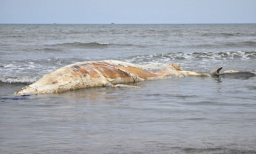 Whale carcass weighing over 5 tons washes ashore in Nghe An