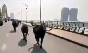 Eight buffaloes cause chaos on Da Nang streets