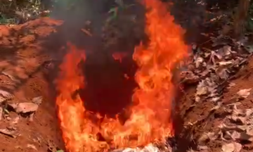 Six people bitten by rabid dog, over 200 animals isolated