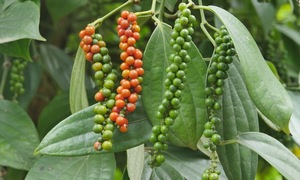 Vietnamese pepper 'monopolizes' Thai market