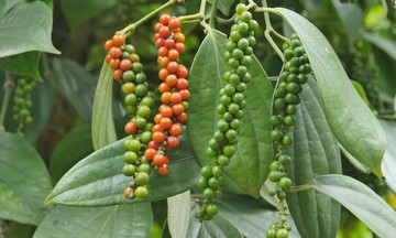 Vietnamese pepper 'monopolizes' Thai market