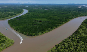 Can Gio’s unique ecosystem