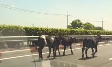 Cattle run loose on TP HCM - Long Thanh expressway