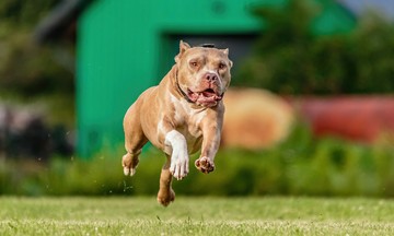 Multiple organ injuries caused by dog bites
