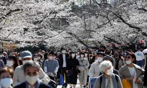 The fate of ancient trees forecasting Japan's cherry blossoms