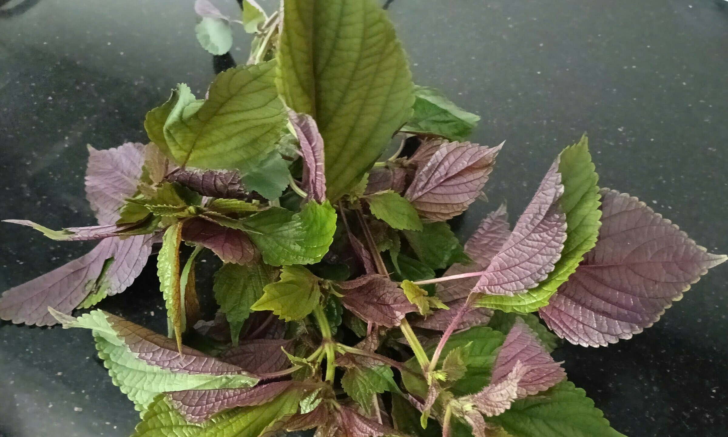 Does eating perilla leaves help eliminate HPV?