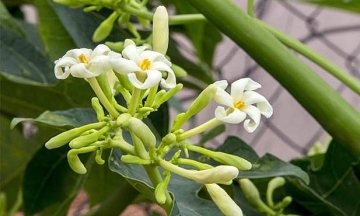 Drinking papaya flower water to dissolve tumors?