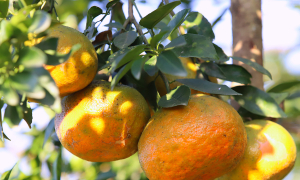 What to eat for healthy arteries and to prevent atherosclerosis?