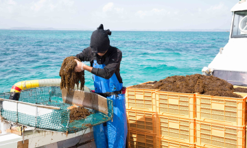 Health care with fucoidan, an active compound from Japan