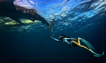 Vietnamese visitors embark on a journey to swim with the planet's largest fish