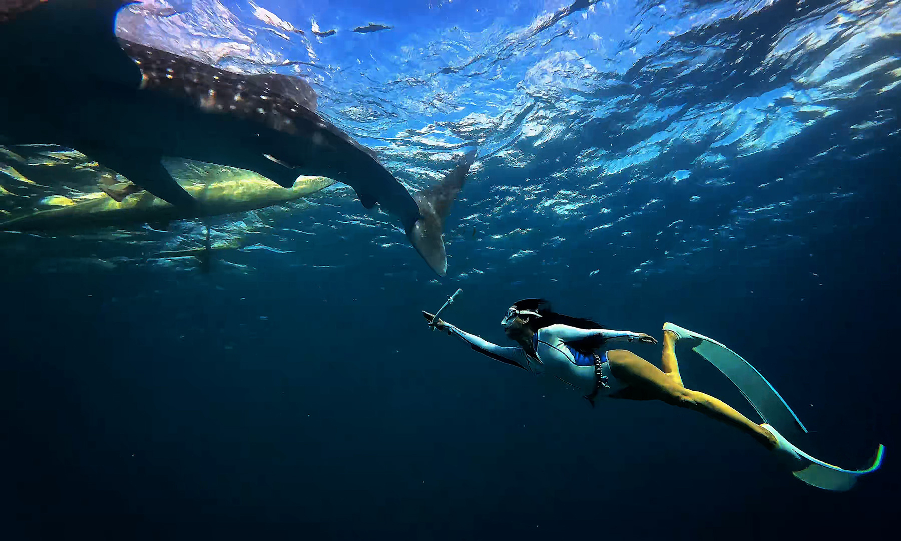 Vietnamese visitors embark on a journey to swim with the planet's largest fish