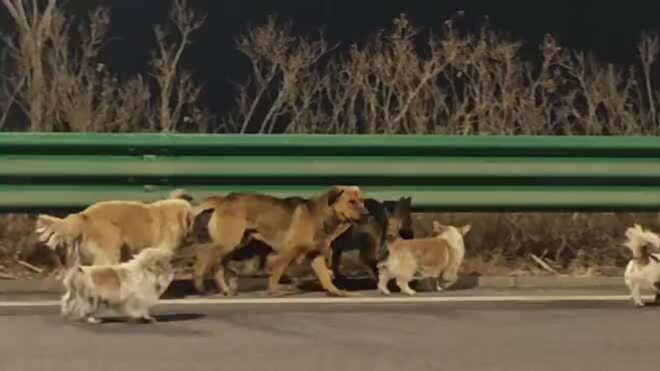 The truth behind the video of a pack of dogs escaping thieves and finding their way home