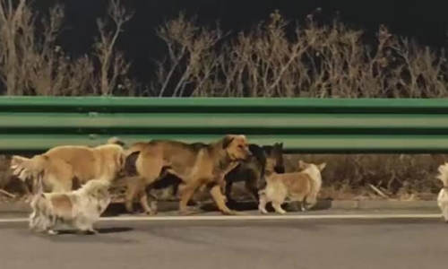 The truth behind the video of a pack of dogs escaping thieves and finding their way home