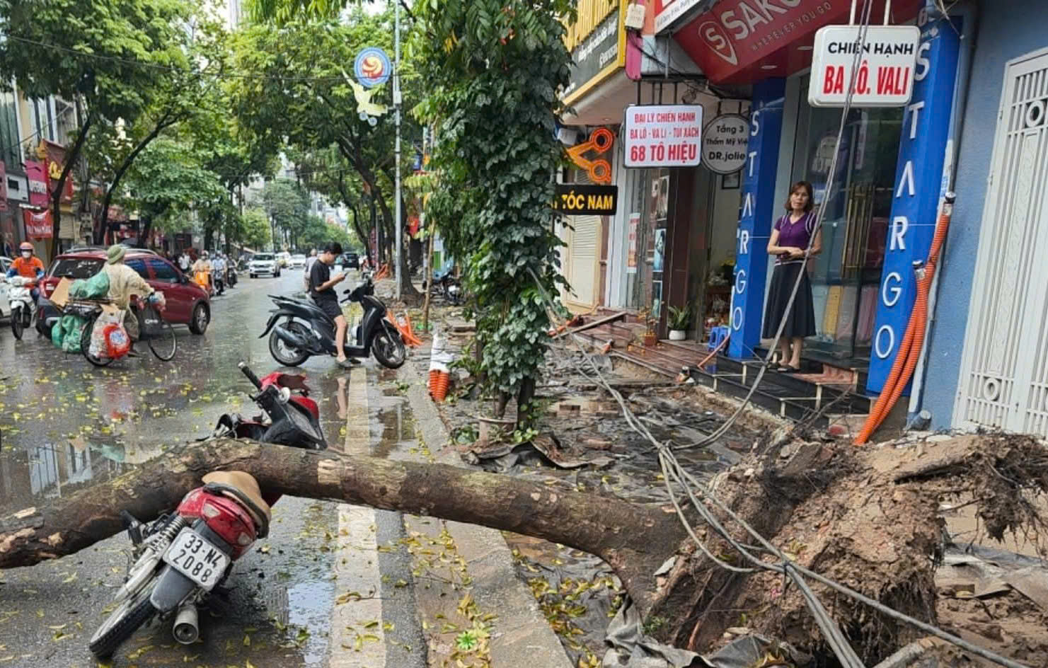 Tree falls, striking motorcyclist in Hanoi