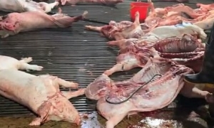 Slaughterhouse colluded with quarantine officials to sell 3,600 african swine fever-infected pigs