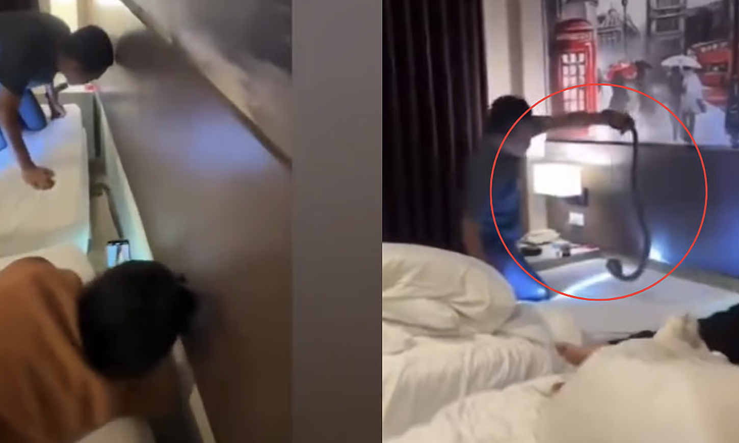 Cobra appears in hotel bedroom