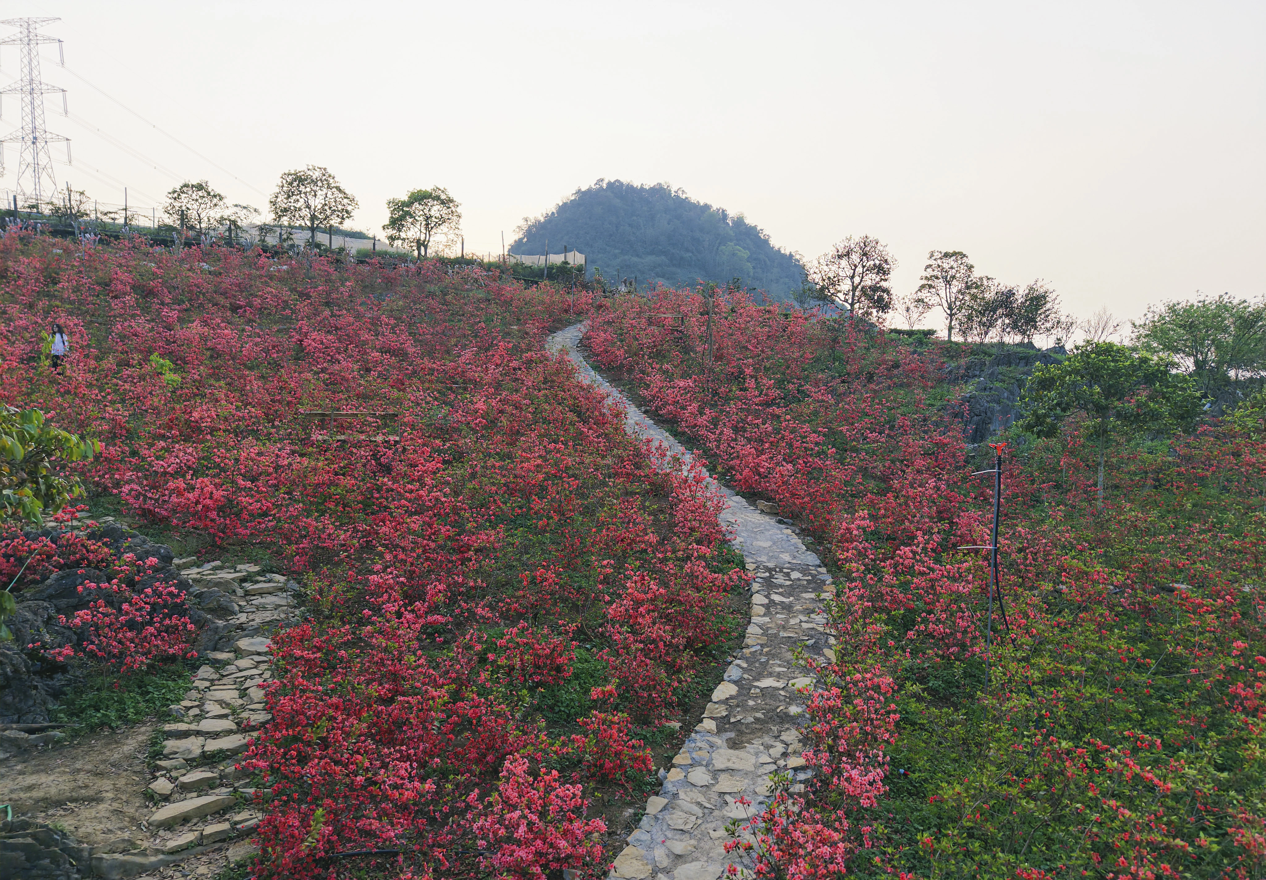 Rhododendrons bloom in Moc Chau