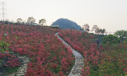Rhododendrons bloom in Moc Chau