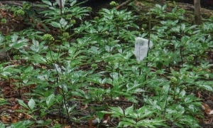 Why Ngoc Linh ginseng has not become a billion-dollar industry