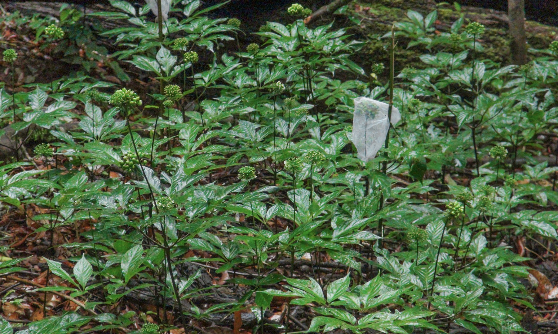 Why Ngoc Linh ginseng has not become a billion-dollar industry