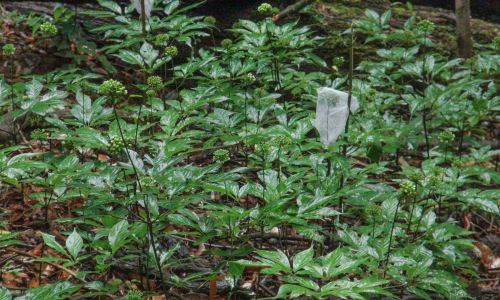 Why Ngoc Linh ginseng has not become a billion-dollar industry