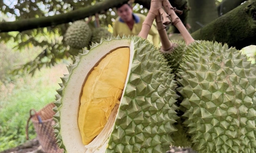 Durian prices plummet