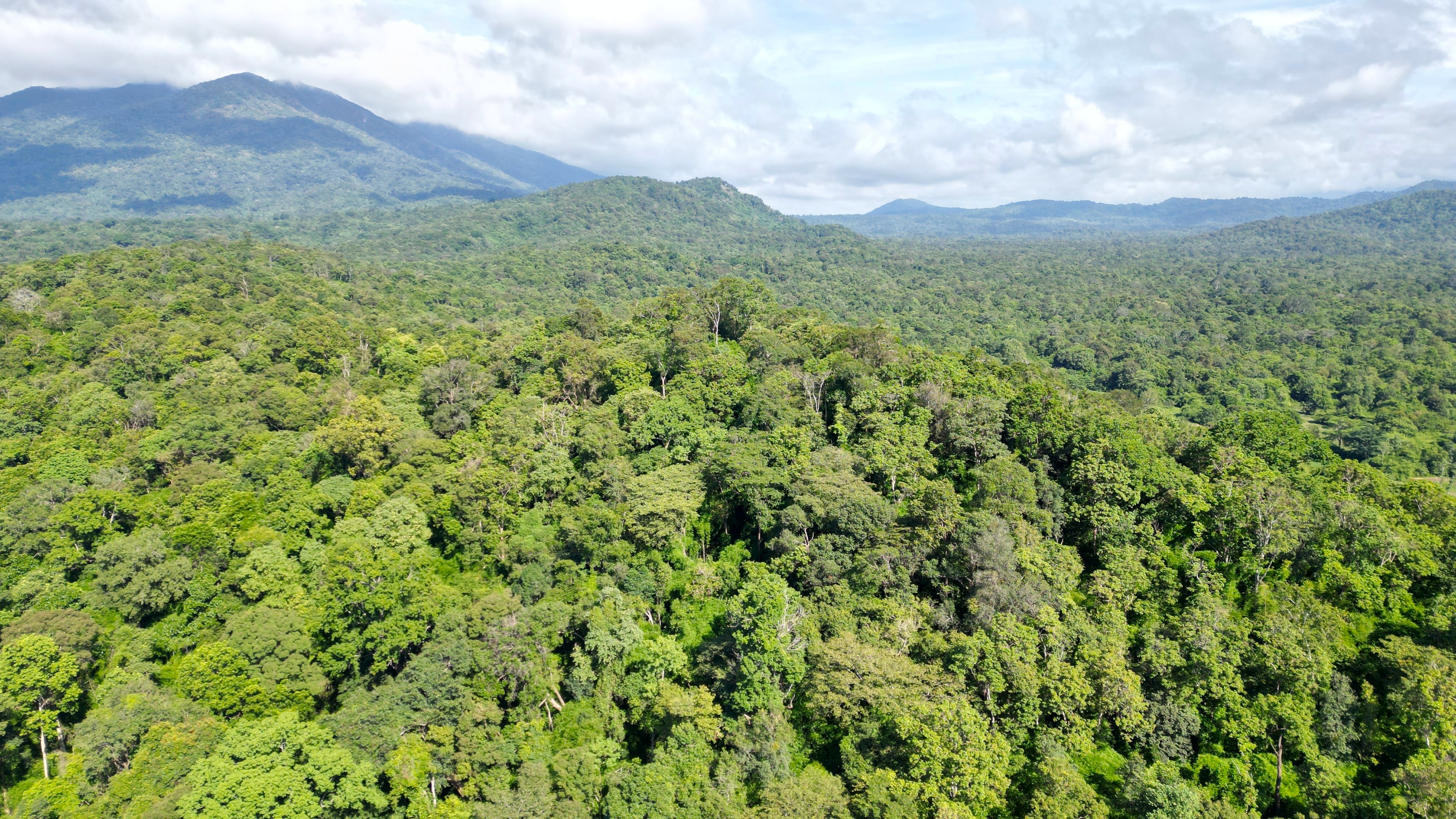 Nationwide, nearly 15 million hectares of forest exist; Lam Dong leads in area