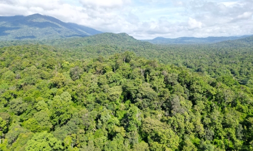 Nationwide, nearly 15 million hectares of forest exist; Lam Dong leads in area