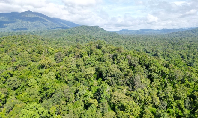 Nationwide, nearly 15 million hectares of forest exist; Lam Dong leads in area