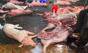 300 tons of diseased pork smuggled into schools, ministry of health tightens collective kitchen oversight