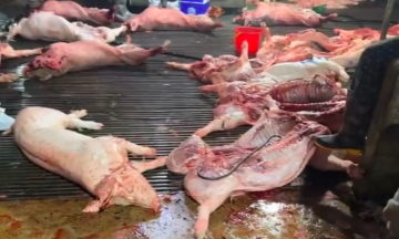 300 tons of diseased pork smuggled into schools, ministry of health tightens collective kitchen oversight