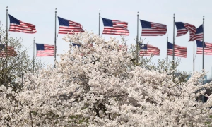 Cherry blossoms bloom in Washington